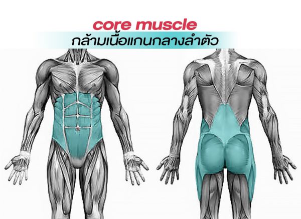 core muscle กล้ามเนื้อแกนกลางลำตัว คืออะไร