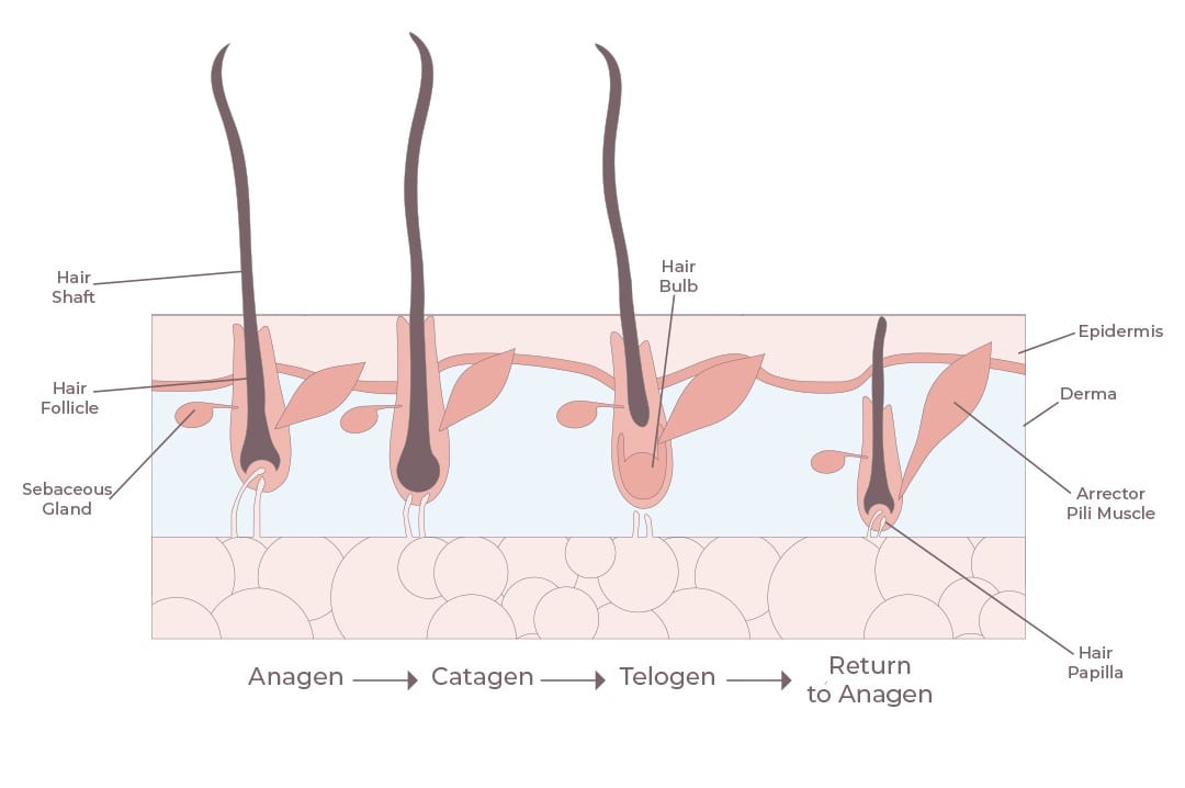 laser เลเซอร์ จำกัดขน คืออะไร