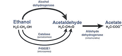 metabolic แอลกอฮอล์