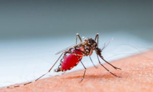 ไข้เลือดออก อาการเป็นอย่างไร (dengue fever)