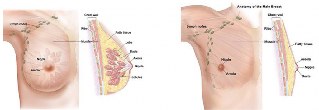 หน้าอกผู้หญิงและผู้ชายต่างกันอย่างไร male vs female breast anatomy