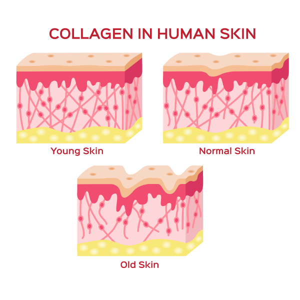 คอลลาเจน สำคัญอย่างไร