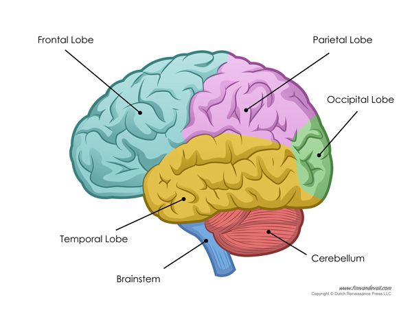 หน้าที่ของสมอง แต่ละซีกทำงานอย่างไร