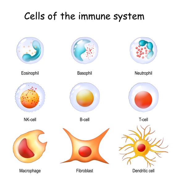 NK Cells Therapy มีประโยชน์อย่างไร