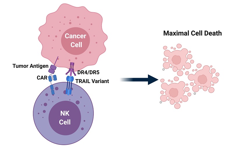 NK cells therapy รักษามะเร็งได้อย่างไร