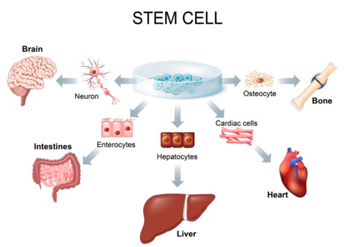 ประโยชน์ของสเต็มเซลล์ (stem cells)