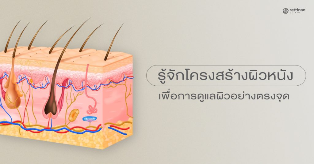ชั้นผิว ผิวมีกี่ชั้้น skin layers